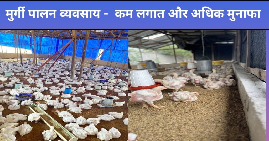 मुर्गी पालन व्यवसाय