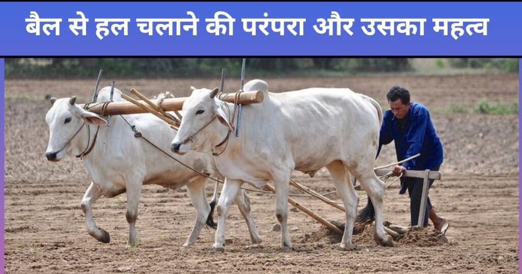 बैल से हल चलाने